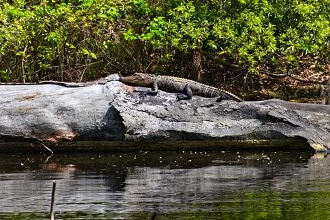 Small alligator rests on a log Foto stock