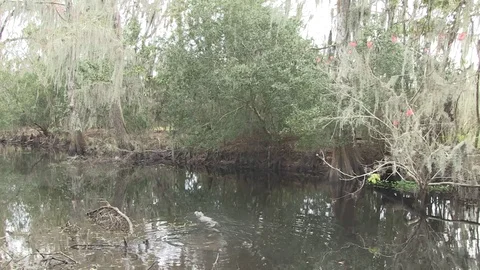 Small alligator right side swim Stock Footage 88291932