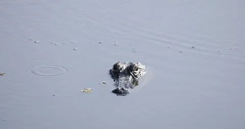 A Small Alligator Stares at the Camera Stock Footage 253829391