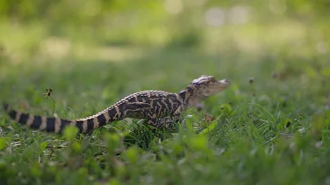 Small alligator walking through grass Stock-Footage 289787211