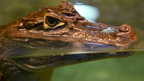Small alligator in the water Stock Footage 102253868