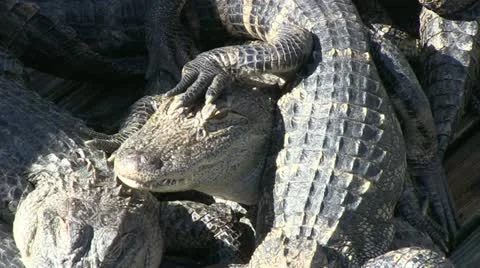Small alligators on top of each other Stock Footage 12382298