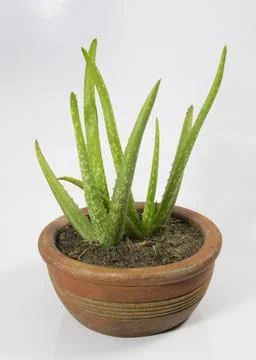 Small Aloe Vera tree in a mud pot. indoor plant for good health. Stock Photos