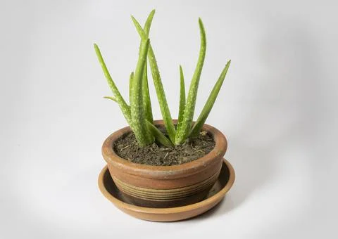 Small Aloe Vera tree in a mud pot placed on a plastic tray. indoor plant for  Stock Photos