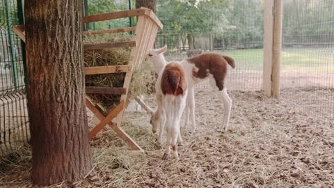 Small alpacas Stock Footage 160343653