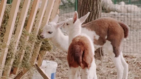 Small alpacas Stock Footage 160343660