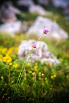Small alpine flower with drops of dew on a trunk. Floral closeup with background Stock Photos