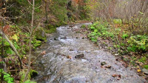 Small Alpine stream flows in colorful forest Stock Footage 143022772