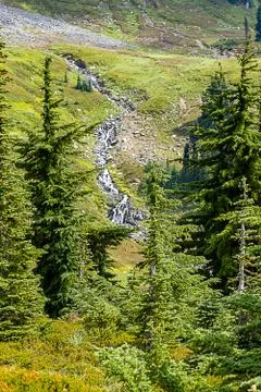Small alpine stream running between trees and fields Stock Photos