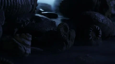 Small Ammonoids  in the dark with steam going on Stock Footage 269726150