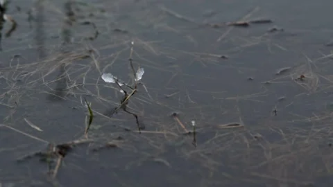Small amount of snow on plant above water surface Stock Footage 300683108