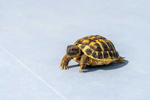 Small amphibious turtle on gray background. Exotic pet, wildlife, reptile, na Stock Photos