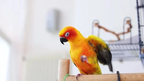 A small amusing yellow-green parrot holds food in its claws and eats. Stock Footage 269396019