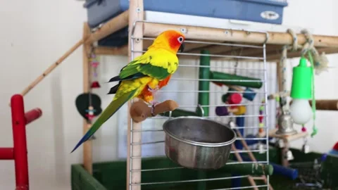 A small amusing yellow-green parrot. Bird Day. World Wildlife Day Stock Footage 269399967