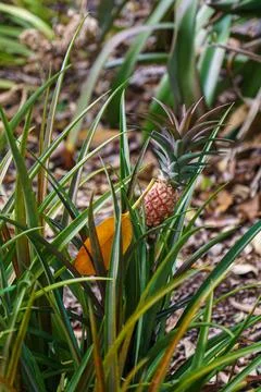 Small ananas growing on a tree Stock Photos