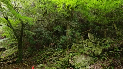Small ancient stone shrine nesting in a fresh green forest with maples, Saga Vídeos de archivo 336122413