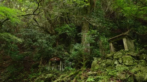 Small ancient stone shrine nesting in a fresh green forest with maples, Saga Vídeos de archivo 336122419