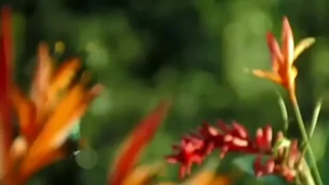 Small and beautiful bird Stock Footage 202197988