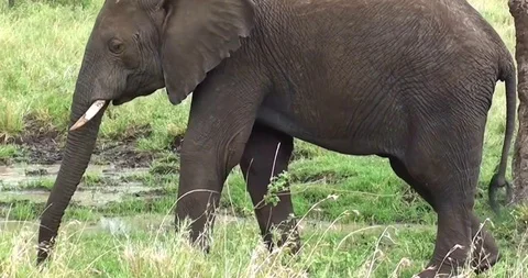 Small And Beautiful Elephant Stock Footage 108928006