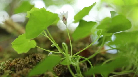 A small  and beautiful forest white flower with green foliage Stock Footage 134063579
