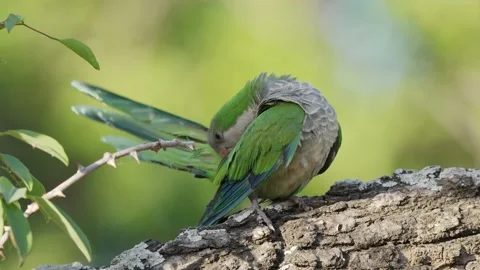 A small and beautiful monk parakeet, myiopsitta monachus perched on a tree 库存影片 166014690