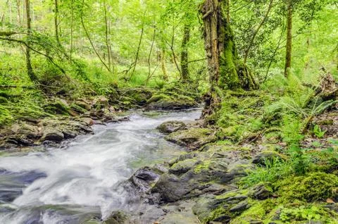 Small and beautiful spring in the forest of Navarra Stock Photos