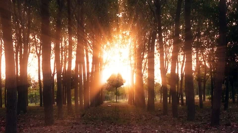 A small and beautiful tree between of long trees. Wonderful perspective with sun Stock Footage 97014090