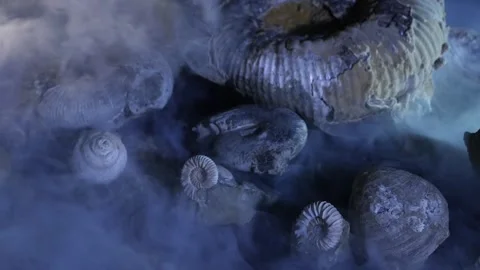 Small and big ammonoids in the haze. Fossilized ancient creatures Video stock 269835110