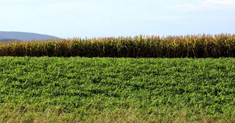 Small and big cornfield plants Video stock 72995783