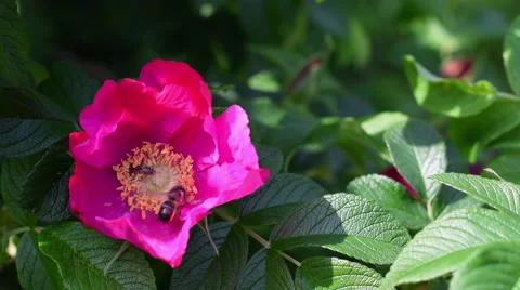 Small and big honey bees are collecting pollen from a wild rose. Vídeo Stock 50778957