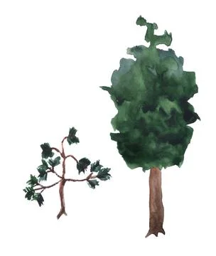 Small and big pine trees. Stock Illustration