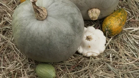 Small and big pumpkins on the hay. Видео 120373424