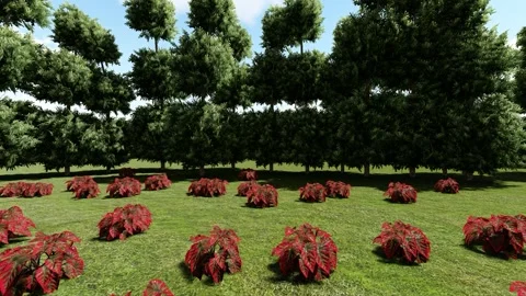 Small and Big Tree Stock Footage 338178268