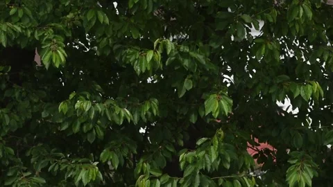 Small and brightly yellow colored goldfinches flying into a tree Stock Footage 134339052