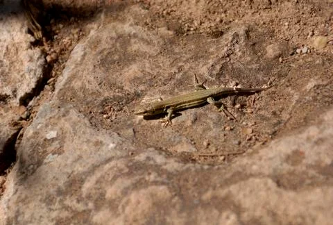 Small and brown lizard on a rock Stock Photos