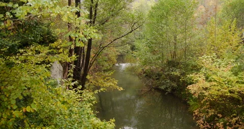 Small and clean river in a deep forest Stock Footage 216723223