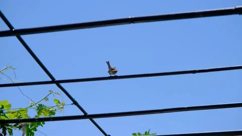 A small and cure chipping sparrow standing on metal vine trellis and blue sky. Stock-Footage 157003915