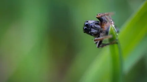 Small and cute beautiful friendly spider with big eyes Stock Photos