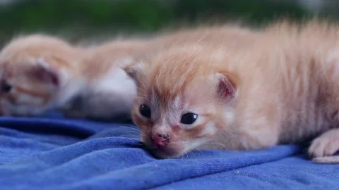 Small And Cute Kittens Playing Together Video stock 170073968