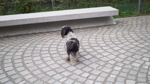 Small and dirty stray dog on clean path witih bench Stock Footage 280770971