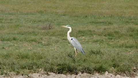 A small and fast predator attacks a great grey heron Stock Footage 314116168