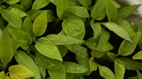 Small and green sprouts of vegetables grow in the ground with a view Stock Footage 128658214