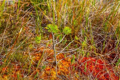 Small and growing pine tree, autumn season. Viru bogs at Lahemaa national park Stock Photos