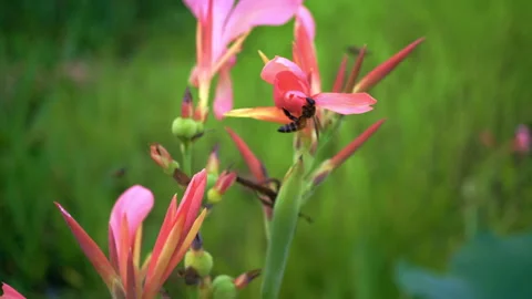 The small and large bees are looking for ants in the flower to eaten as food. Stock Footage 311186255
