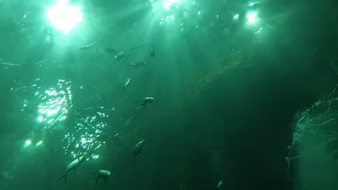 Small and large fish under deep water Stock-Footage 259680506