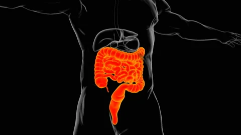 Small and Large Intestine 3D Illustration Human Digestive System Anatomy Stock Footage 153305841