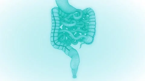 Small and large intestine 3d wire frame design roundtable video Stock Footage 257077030