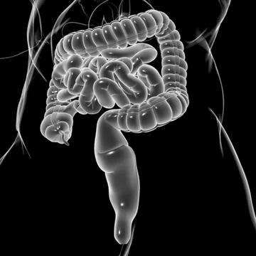 Small and Large Intestine 3D Illustration Human Digestive System Anatomy Stock Illustration