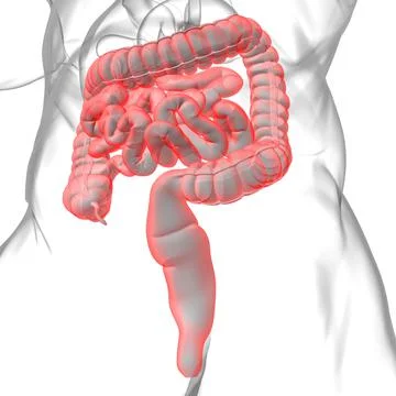 Small and Large Intestine 3D Illustration Human Digestive System Anatomy Illustrazione stock