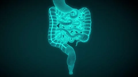 Small and large intestine Blue Stock Footage 257077041